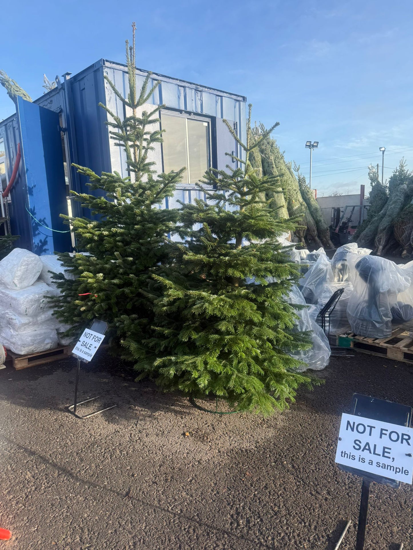 Nordic Spruce Christmas Tree